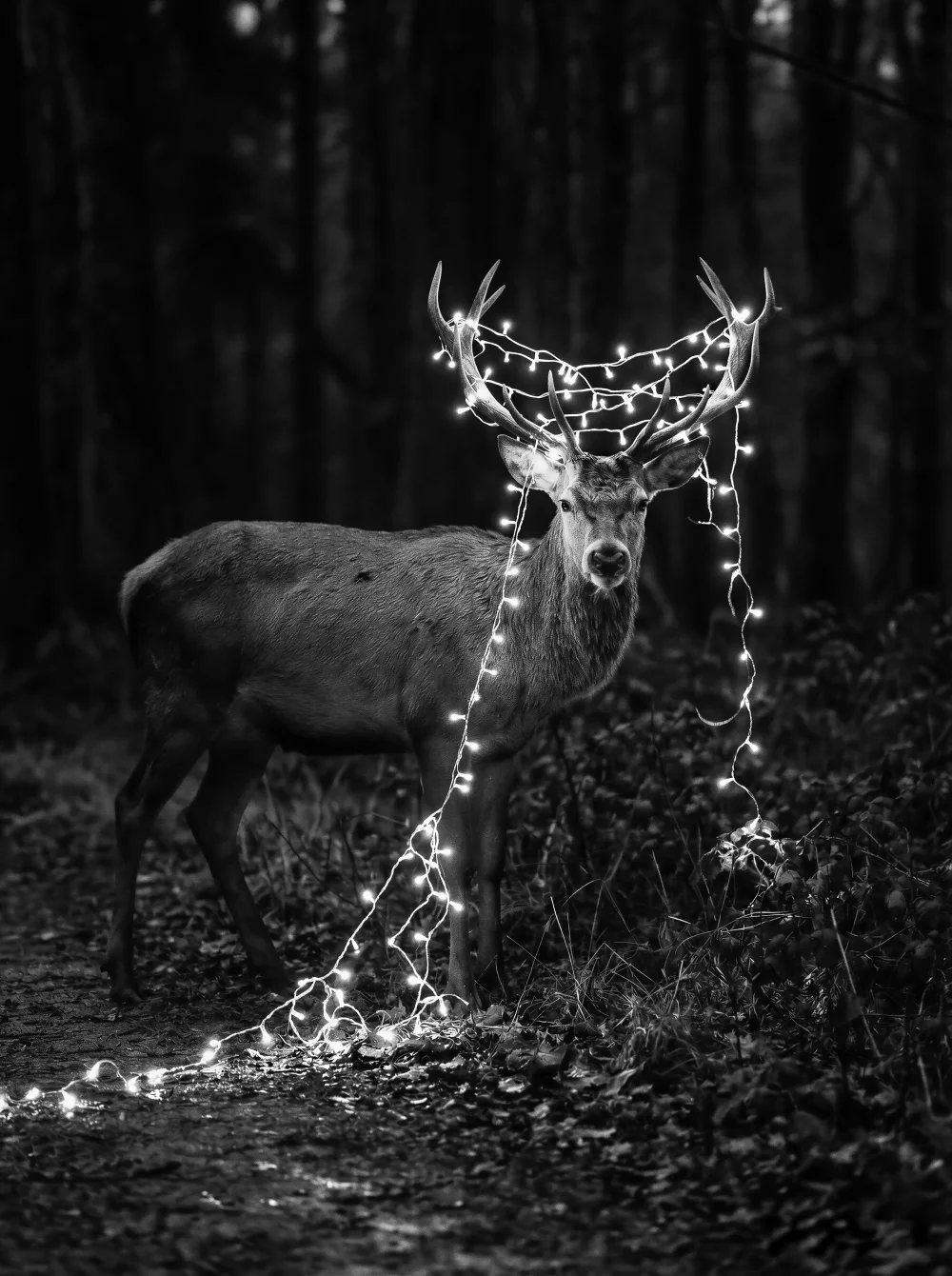 Le cerf et la guirlande