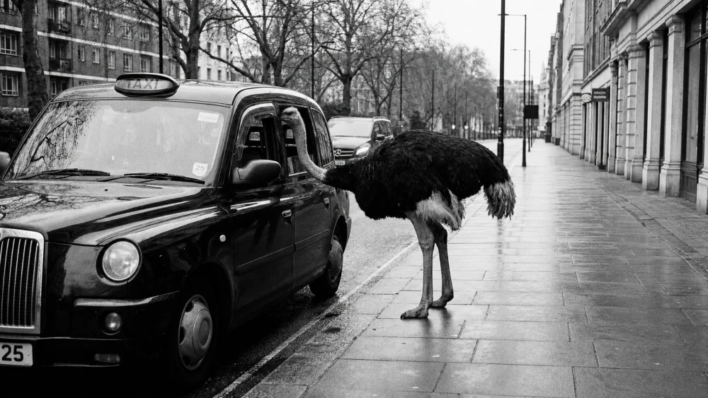 Une autruche à Londres